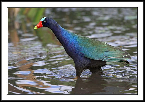 Purple Gallinule