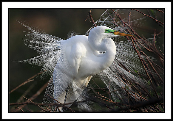 Great Egret in mating plumage