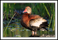 Whistling Duck