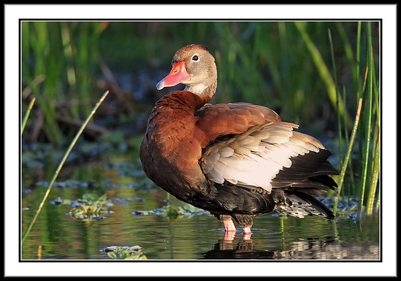 Whistling Duck