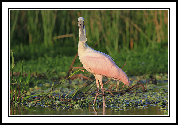 Roseate Spoonbill