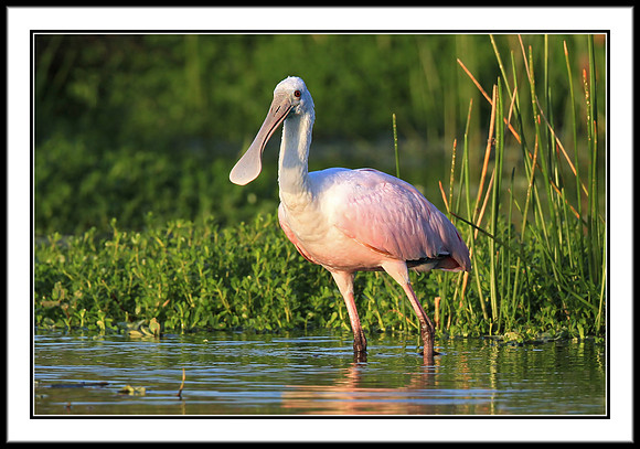 Roseate Spoonbill
