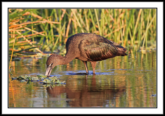 Glossy Ibis