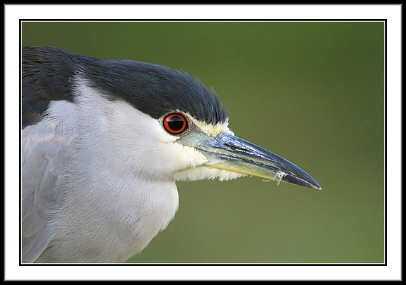 Black-crowned Night Heron (full frame)