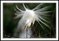 Great Egret in mating plumage