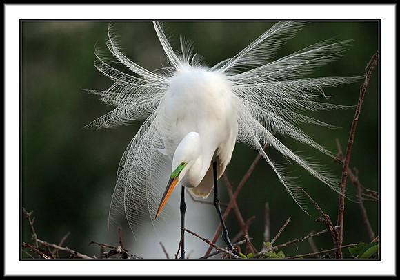 Great Egret in mating plumage