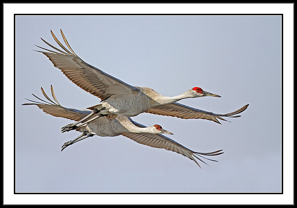 Sandhill Cranes
