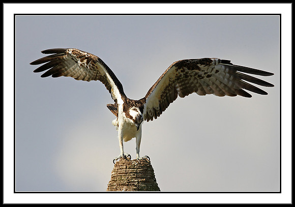 Osprey