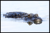 Alligator