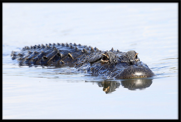 Alligator