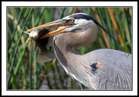 Great Blue Heron