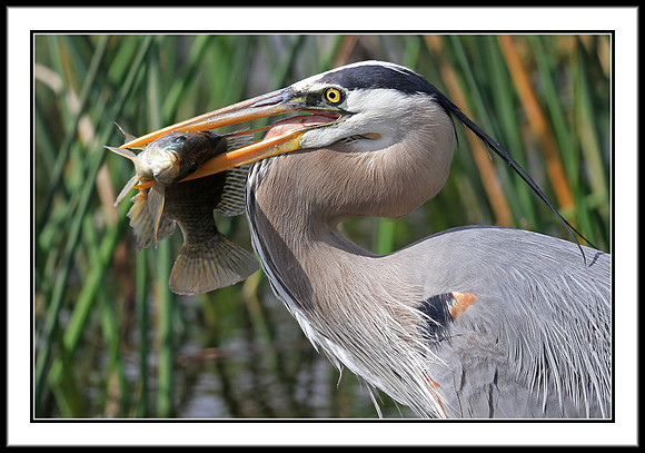 Great Blue Heron