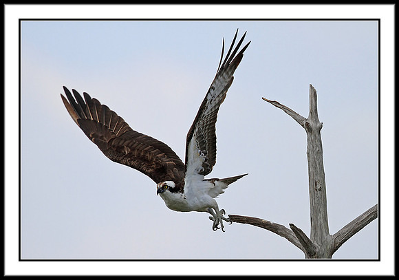 Osprey