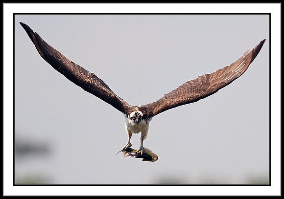 Osprey