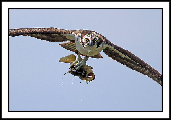 Osprey