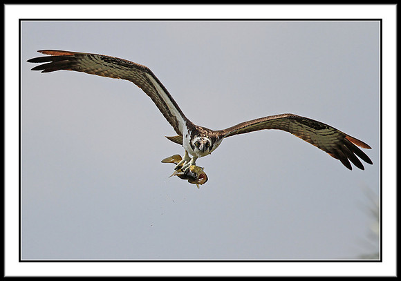 Osprey