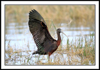 Glossy Ibis