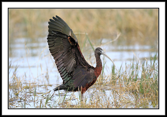 Glossy Ibis