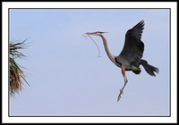 Great Blue Heron bringing nest material to mate