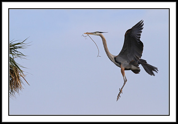 Great Blue Heron bringing nest material to mate