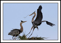 Great Blue Heron bringing nest material to mate
