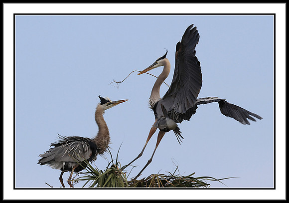 Great Blue Heron bringing nest material to mate