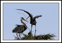 Great Blue Heron bringing nest material to mate