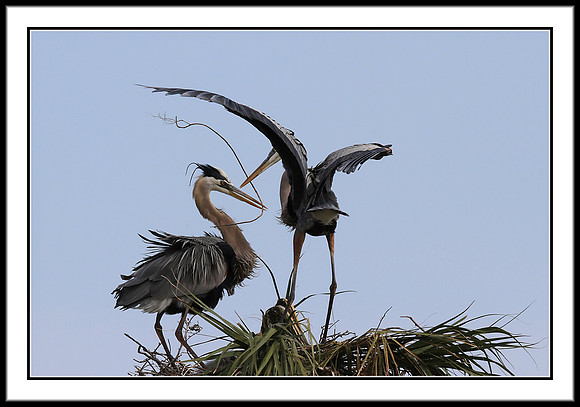 Great Blue Heron bringing nest material to mate