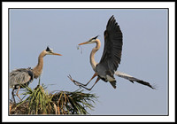 Great Blue Heron bringing nest material to mate
