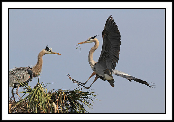 Great Blue Heron bringing nest material to mate