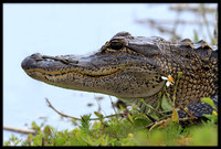 Alligator