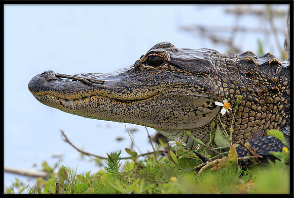 Alligator