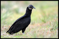 Black Vultures