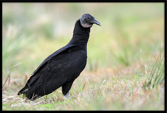 Black Vulture