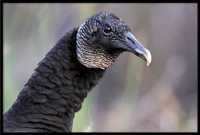 Black Vulture