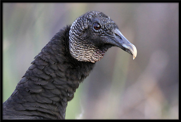 Black Vulture