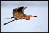 Reddish Egrets