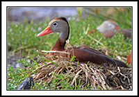 Whistling Duck on nest