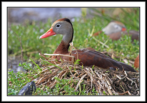 Whistling Duck on nest