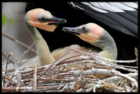 Anhinga babies