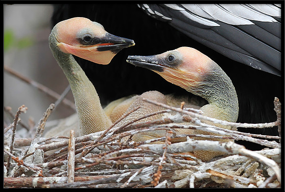 Anhinga babies