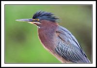 Green Heron