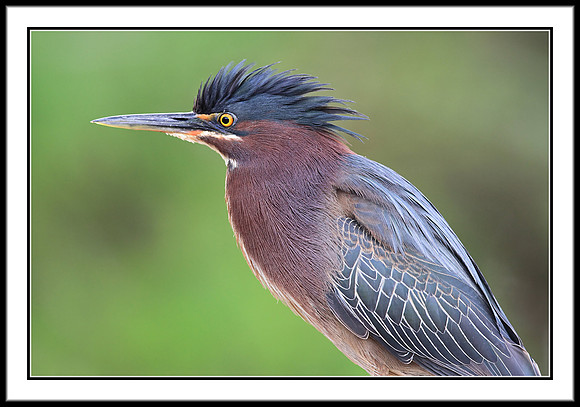 Green Heron