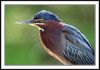Green Heron