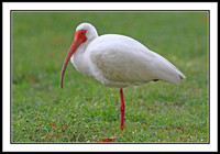 White Ibis