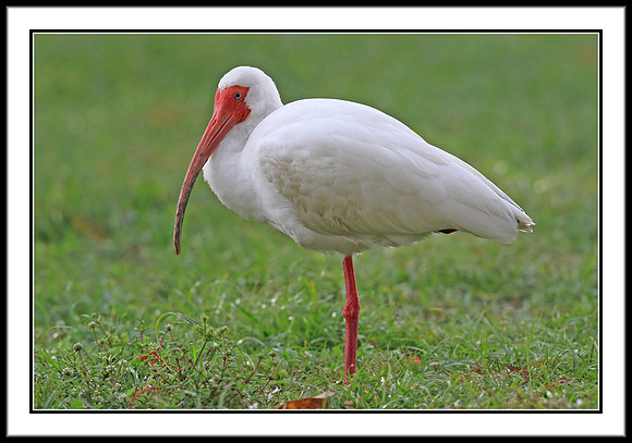 White Ibis