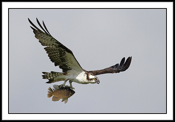 Osprey