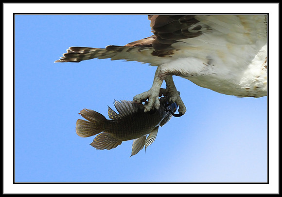 Osprey