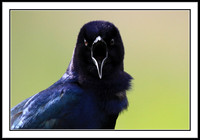 Boat-tailed Grackle (male)