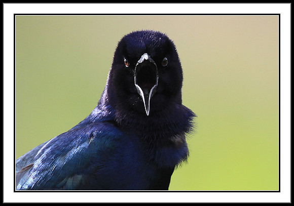 Boat-tailed Grackle (male)